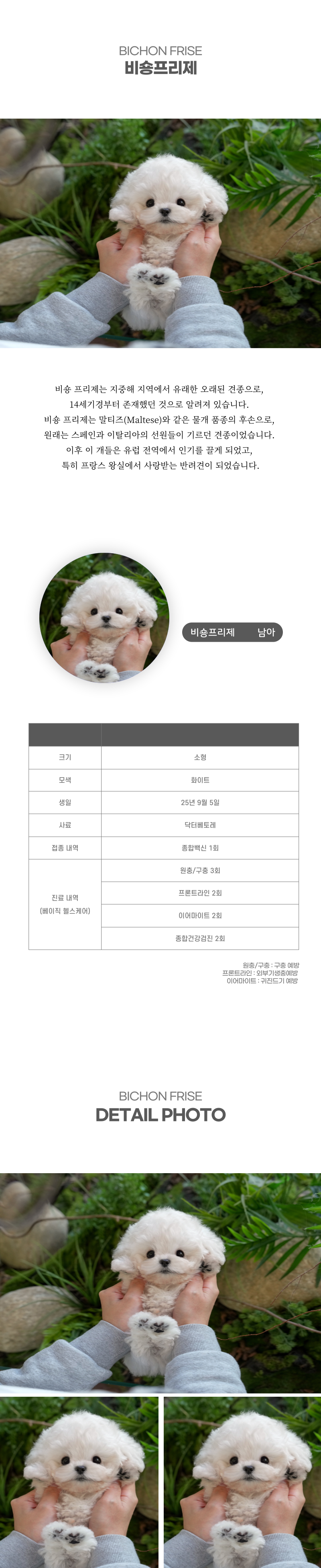 미니비숑_상세이미지_2